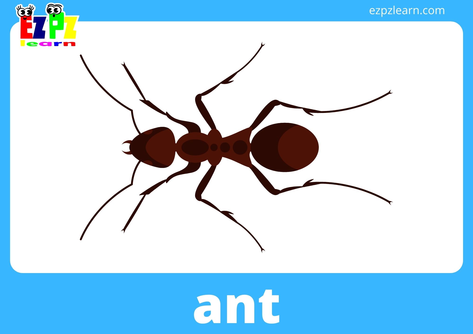 ant